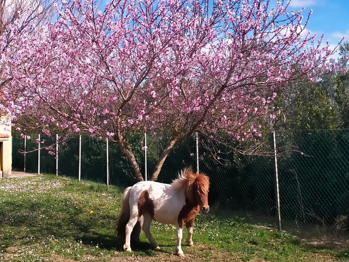 Agriturismo Lungo Albegna Manciano Zewnętrze zdjęcie