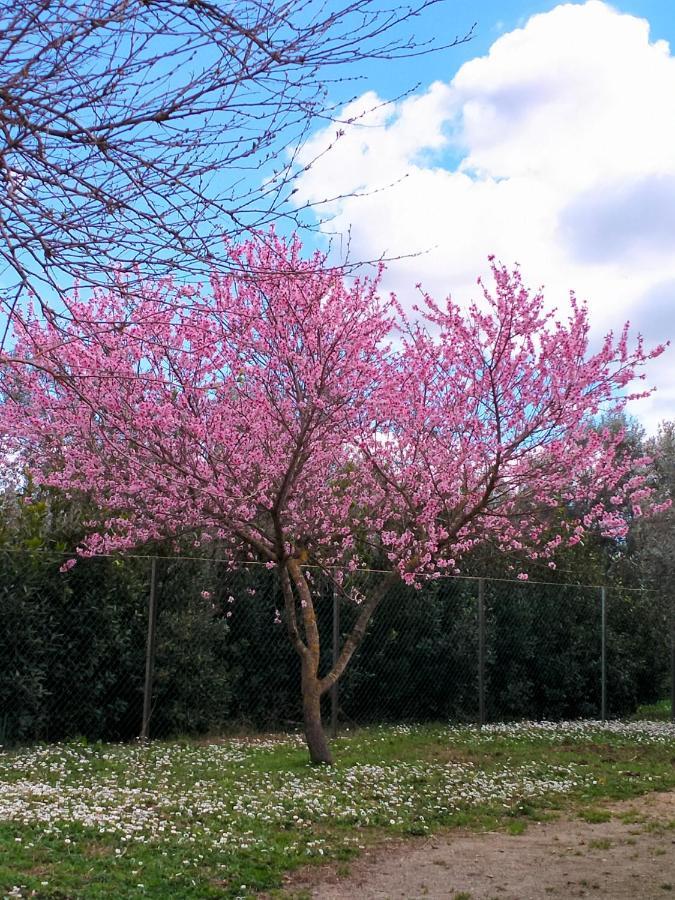 Agriturismo Lungo Albegna Manciano Zewnętrze zdjęcie