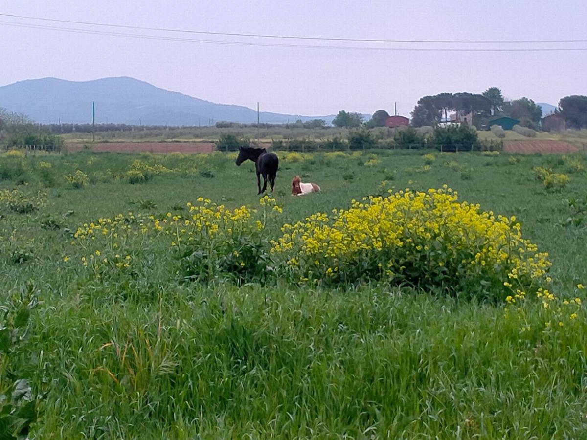 Agriturismo Lungo Albegna Manciano Zewnętrze zdjęcie